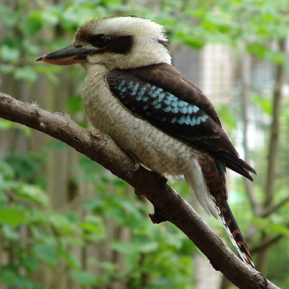 Lachender_Hans013